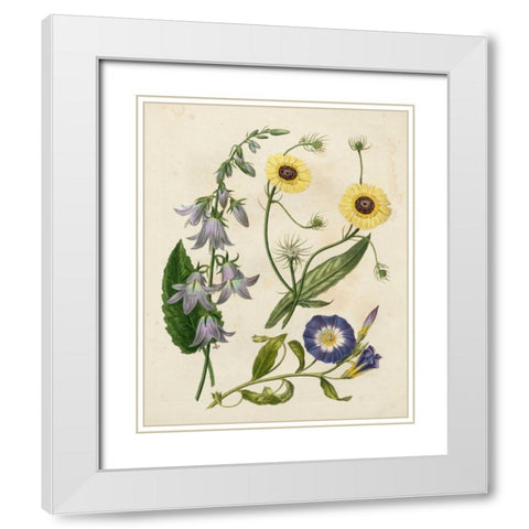 Garden Pairings V White Modern Wood Framed Art Print with Double Matting by Edwards, Sydenham