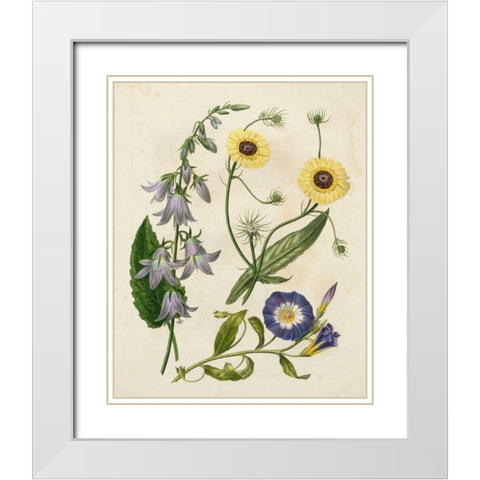 Garden Pairings V White Modern Wood Framed Art Print with Double Matting by Edwards, Sydenham