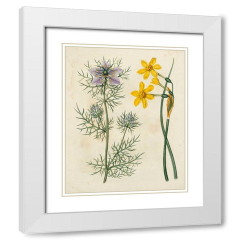 Garden Pairings VI White Modern Wood Framed Art Print with Double Matting by Edwards, Sydenham