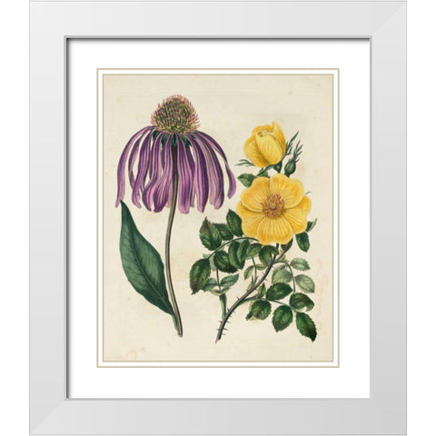 Garden Pairings VII White Modern Wood Framed Art Print with Double Matting by Edwards, Sydenham
