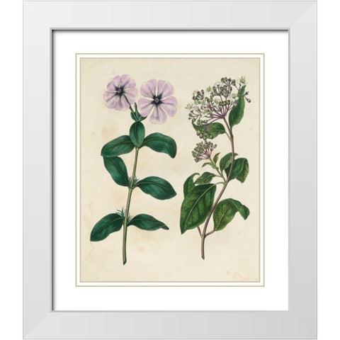 Garden Pairings VIII White Modern Wood Framed Art Print with Double Matting by Edwards, Sydenham