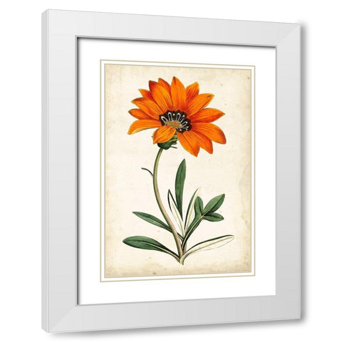 Tangerine Floral I White Modern Wood Framed Art Print with Double Matting by Curtis