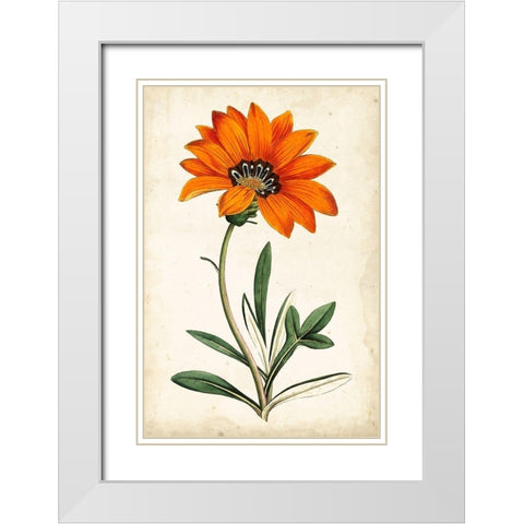 Tangerine Floral I White Modern Wood Framed Art Print with Double Matting by Curtis