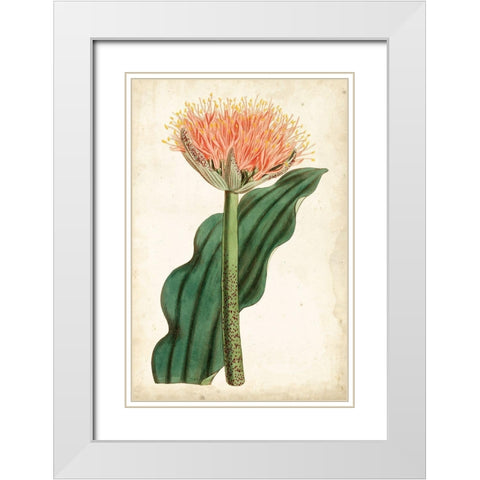 Tangerine Floral III White Modern Wood Framed Art Print with Double Matting by Curtis