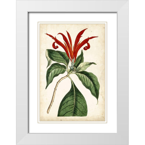 Tangerine Floral IV White Modern Wood Framed Art Print with Double Matting by Curtis
