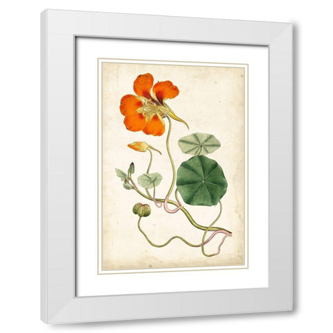 Tangerine Floral VI White Modern Wood Framed Art Print with Double Matting by Curtis