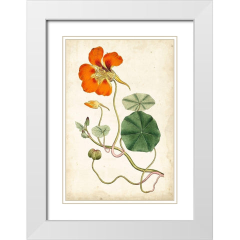 Tangerine Floral VI White Modern Wood Framed Art Print with Double Matting by Curtis