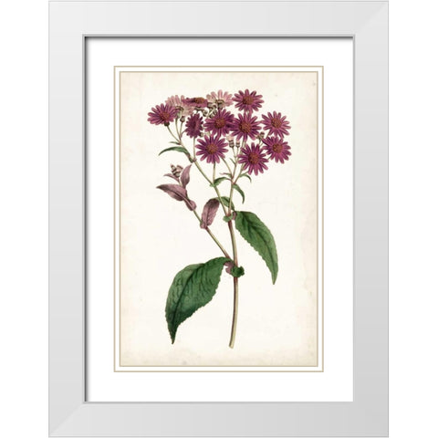 Lavender Florals IV White Modern Wood Framed Art Print with Double Matting by Curtis