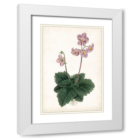 Lavender Florals V White Modern Wood Framed Art Print with Double Matting by Curtis