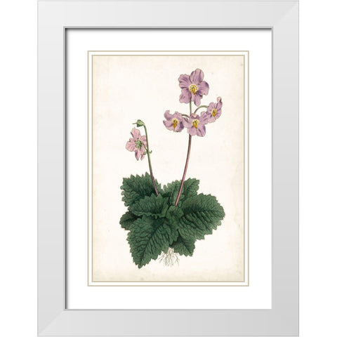 Lavender Florals V White Modern Wood Framed Art Print with Double Matting by Curtis