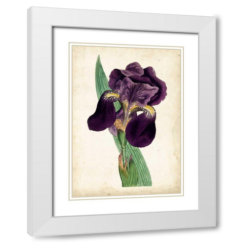 Curtis Iris I White Modern Wood Framed Art Print with Double Matting by Curtis