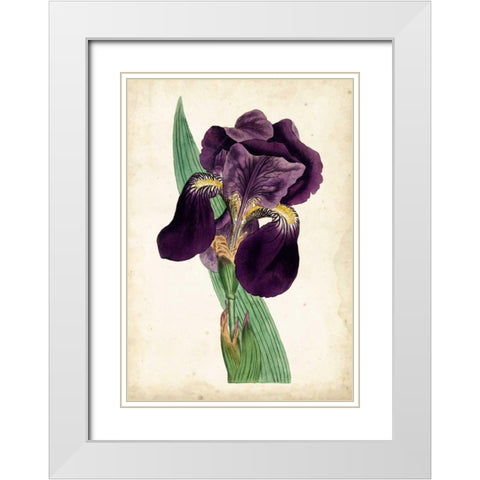 Curtis Iris I White Modern Wood Framed Art Print with Double Matting by Curtis
