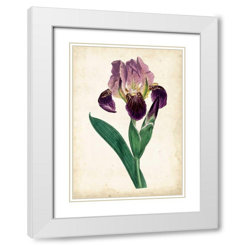 Curtis Iris IV White Modern Wood Framed Art Print with Double Matting by Curtis