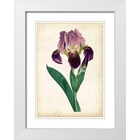 Curtis Iris IV White Modern Wood Framed Art Print with Double Matting by Curtis