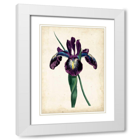 Curtis Iris V White Modern Wood Framed Art Print with Double Matting by Curtis