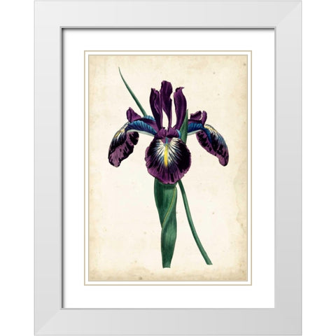 Curtis Iris V White Modern Wood Framed Art Print with Double Matting by Curtis