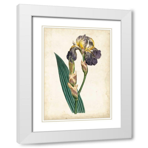 Curtis Iris VI White Modern Wood Framed Art Print with Double Matting by Curtis