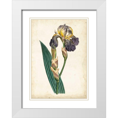 Curtis Iris VI White Modern Wood Framed Art Print with Double Matting by Curtis
