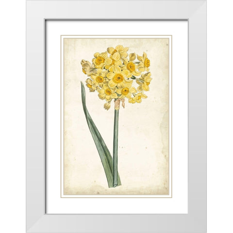 Curtis Narcissus I White Modern Wood Framed Art Print with Double Matting by Curtis