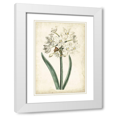 Curtis Narcissus II White Modern Wood Framed Art Print with Double Matting by Curtis