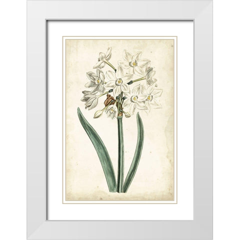 Curtis Narcissus II White Modern Wood Framed Art Print with Double Matting by Curtis