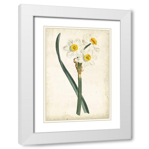 Curtis Narcissus III White Modern Wood Framed Art Print with Double Matting by Curtis