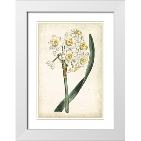 Curtis Narcissus IV White Modern Wood Framed Art Print with Double Matting by Curtis