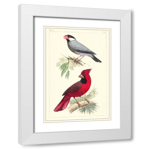 Lemaire Birds I White Modern Wood Framed Art Print with Double Matting by Lemaire, C.L.