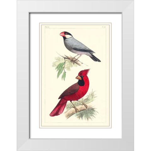 Lemaire Birds I White Modern Wood Framed Art Print with Double Matting by Lemaire, C.L.