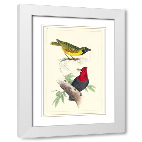 Lemaire Birds II White Modern Wood Framed Art Print with Double Matting by Lemaire, C.L.