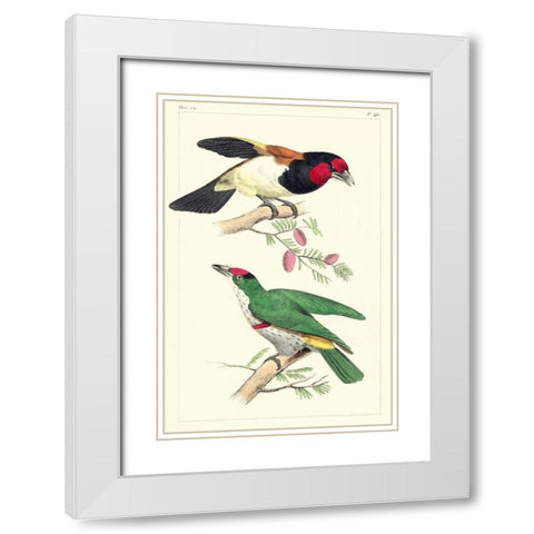 Lemaire Birds III White Modern Wood Framed Art Print with Double Matting by Lemaire, C.L.