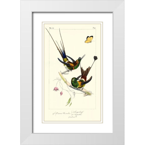 Lemaire Hummingbirds IV White Modern Wood Framed Art Print with Double Matting by Lemaire, C.L.