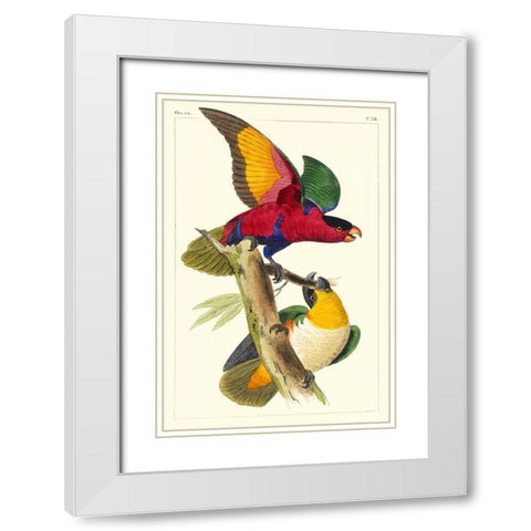 Lemaire Parrots I White Modern Wood Framed Art Print with Double Matting by Lemaire, C.L.