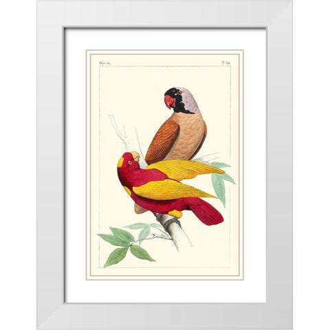 Lemaire Parrots II White Modern Wood Framed Art Print with Double Matting by Lemaire, C.L.
