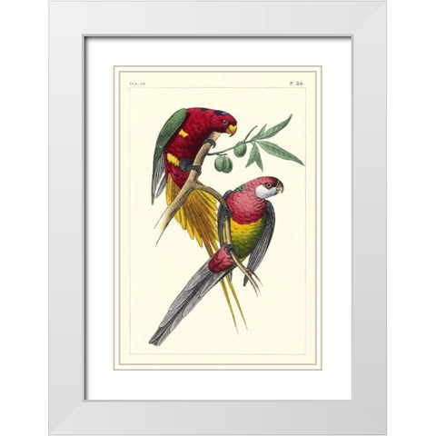 Lemaire Parrots III White Modern Wood Framed Art Print with Double Matting by Lemaire, C.L.