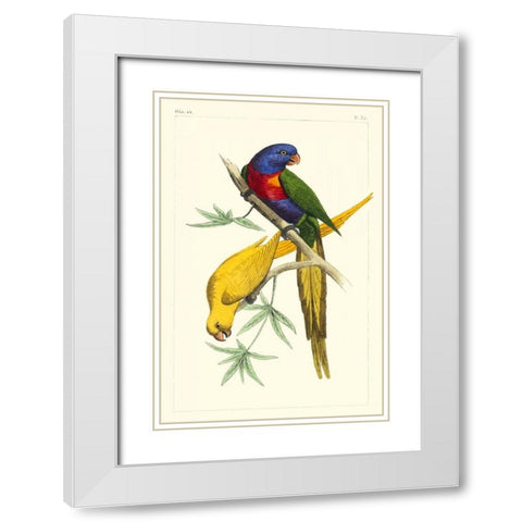 Lemaire Parrots IV White Modern Wood Framed Art Print with Double Matting by Lemaire, C.L.