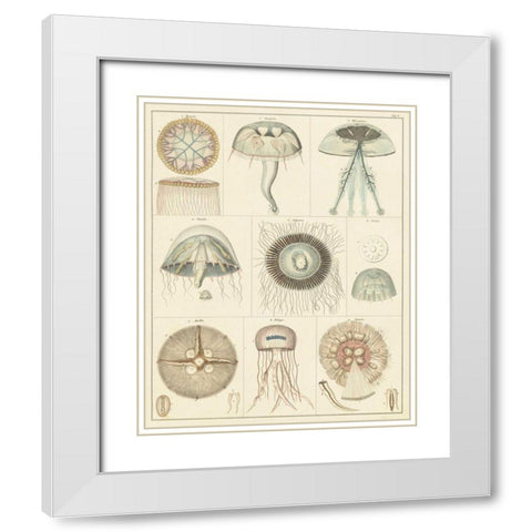 Jellyfish Display White Modern Wood Framed Art Print with Double Matting by Oken