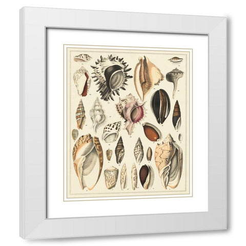 Seashell Display White Modern Wood Framed Art Print with Double Matting by Oken