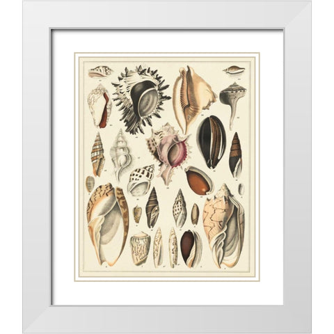 Seashell Display White Modern Wood Framed Art Print with Double Matting by Oken