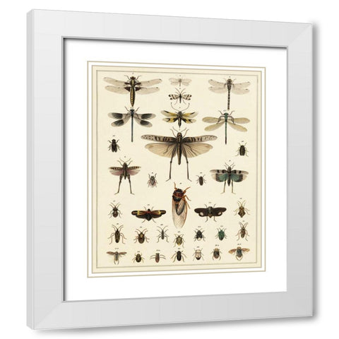 Dragonfly Display White Modern Wood Framed Art Print with Double Matting by Oken