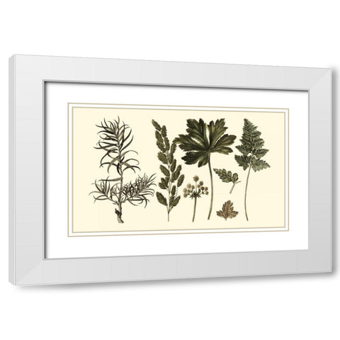 Fern Leaf Folio II White Modern Wood Framed Art Print with Double Matting by Oeder, Georg C.