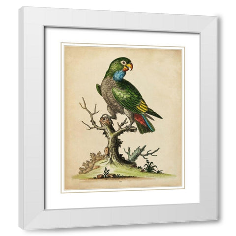 Paradise Parrots I White Modern Wood Framed Art Print with Double Matting by Edwards, George