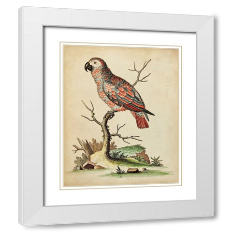Paradise Parrots IV White Modern Wood Framed Art Print with Double Matting by Edwards, George