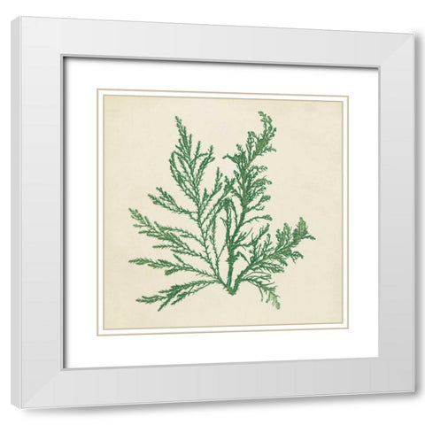 Chromatic Seaweed I White Modern Wood Framed Art Print with Double Matting by Vision Studio