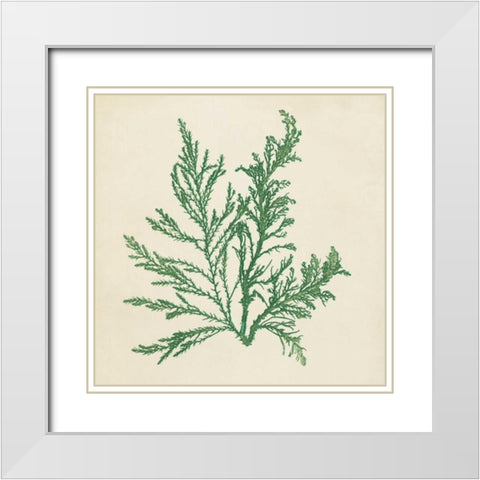 Chromatic Seaweed I White Modern Wood Framed Art Print with Double Matting by Vision Studio