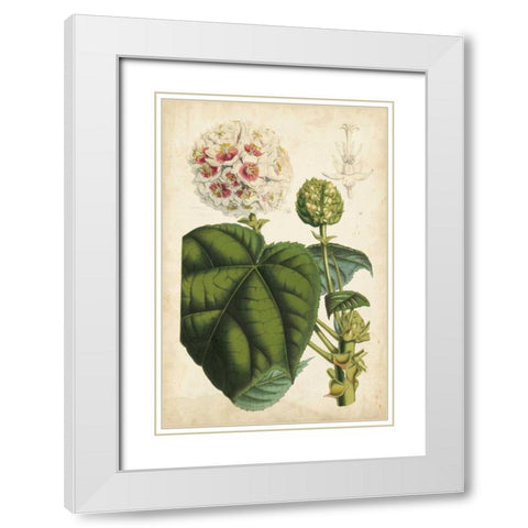 Coral Beauties II White Modern Wood Framed Art Print with Double Matting by Van Houtteano, Horto