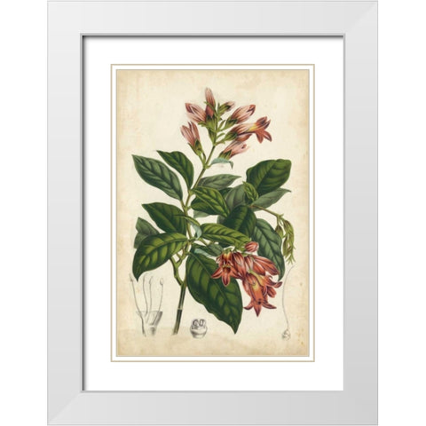 Coral Beauties III White Modern Wood Framed Art Print with Double Matting by Van Houtteano, Horto
