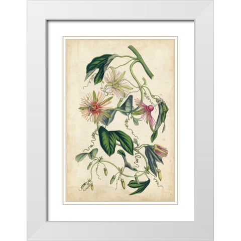 Coral Beauties IV White Modern Wood Framed Art Print with Double Matting by Van Houtteano, Horto