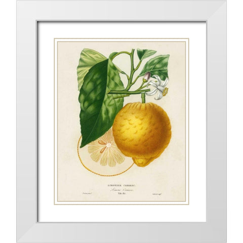 French Lemon Botanical I White Modern Wood Framed Art Print with Double Matting by Risso, A.