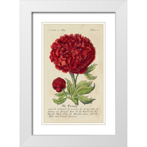Gardeners Guide III White Modern Wood Framed Art Print with Double Matting by Unknown